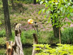 -上海共青森林公园