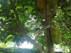 -侯臣咖啡文化村