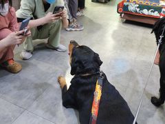 -严国平动物医院(德政总院)