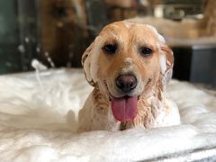 -PETKIT小佩宠物(古北店)