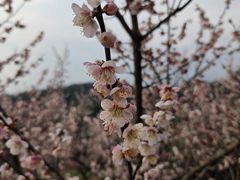 -庹血旺(邑新大道店)