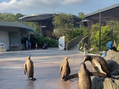 -新加坡飞禽公园