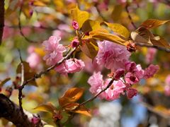 -高东镇樱花园