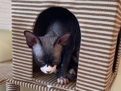 -美联众合动物医院·内科·皮肤科·外科(古城分院)