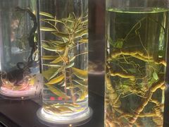 -广东中医药博物馆