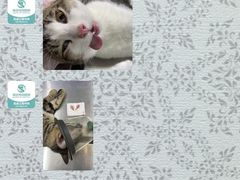 -瑞派动物医院·猫专科·至诚(江南中分院)