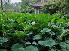 -莲湖公园