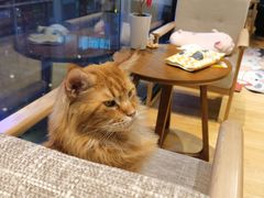 -藏猫猫咖啡主题馆(中央大道店)