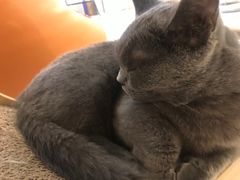 -飞行喵MR PILOT|猫舍·猫咖(静安大融城店)