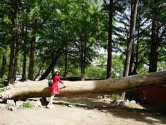 -阳台山自然风景区