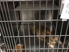 -瑞派动物医院·绝育·犬猫全科·预防医学(光景江南中店)