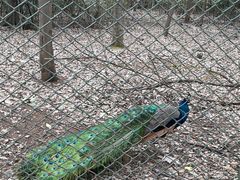 -合肥野生动物园