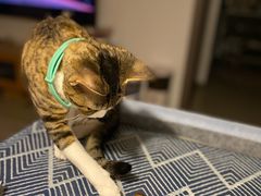 -栗满秋(燕丰西坝河店)