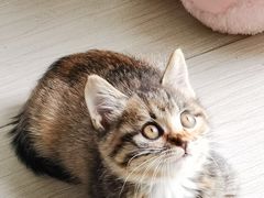 -观音桥百香林西点