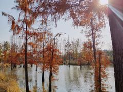 -上海长兴岛郊野公园