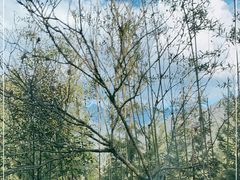 -龙苍沟森林公园