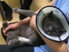 -瑞派宠物医院·24h·骨外科·皮肤科·全科宠物医疗转诊中心(沈阳浑南院)
