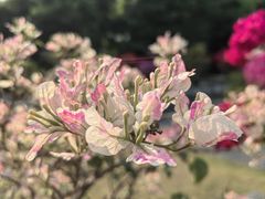 -莲花山公园