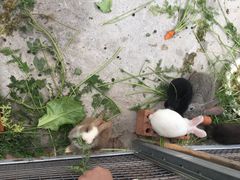 -上海多利农业发展有限公司