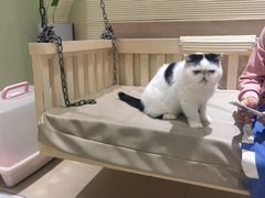 -藏猫猫咖啡主题馆(中央大道店)