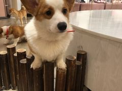 -浣熊柯尔鸭土拨鼠·电玩咖