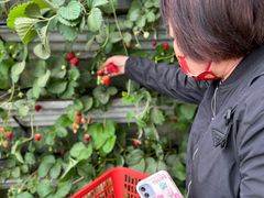 -大自然农场蔬菜草莓采摘园
