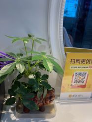-诗碧曼养发