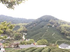-龙井村
