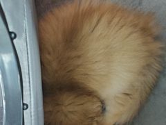 -瑞派康怡24h宠物医院·犬猫医疗中心·微创绝育(瑞景分院)