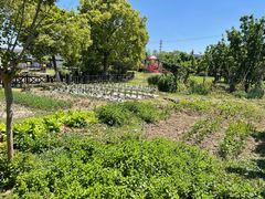 -金山农民画村-枫泾波兰倒置屋