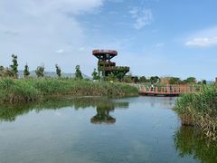 -芒洲湿地公园