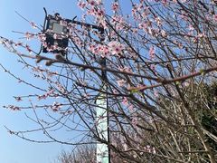 -树山生态村