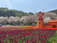 -苏州上方山国家森林公园