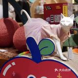 铲屎官快来报道❗❗