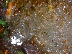 -冯鑫记南京鸭血粉丝汤(来燕路店)
