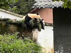 -中国大熊猫保护研究中心雅安碧峰峡基地