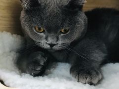 -逗柴咖啡屋·狗咖猫咖宠物桌游