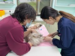 -北京观赏动物医院·24小时大型综合·猫专科·异宠专科