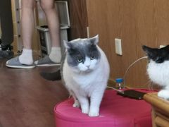 -MOCHA明星猫咖(田子坊店)
