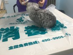 -瑞派宠物医院·24h·骨外科·皮肤科·全科宠物医疗转诊中心(沈阳浑南院)