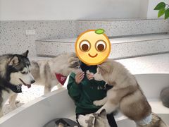 -Husky Go!哈士奇体验馆·宠物咖啡厅狗咖