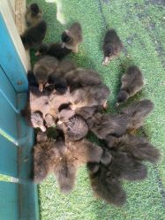 -萌宠亲子动物乐园(槐房万达店)