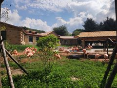 -哈尔滨北方森林动物园