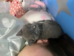 -喵汪萌宠屋旗舰店.洗澡美容.猫狗基地