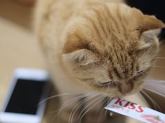 -藏猫猫咖啡主题馆(中央大道店)