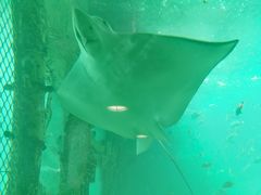 -悉尼海洋生物水族馆