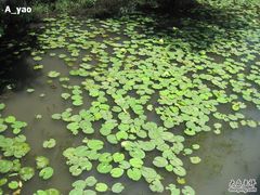 -大湾区中央湿地公园
