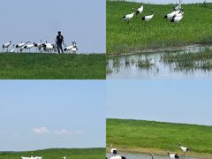 -黑龙江扎龙生态旅游区