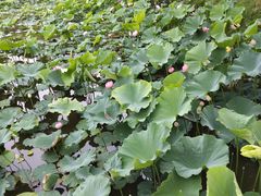 -渌洋湖湿地公园