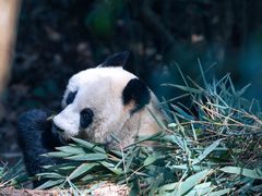 -成都大熊猫繁育研究基地